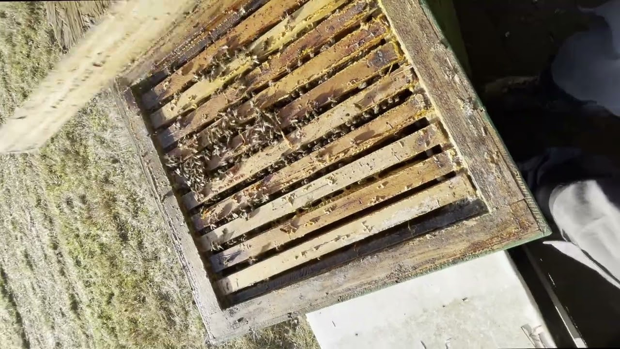 První prohlídka včelstev v roce 2026.