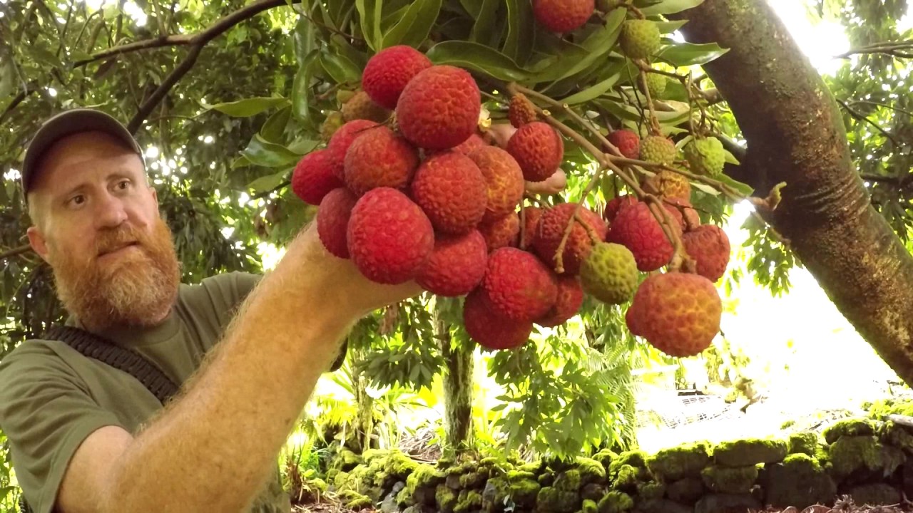 Homestead Harvest Lychee YouTube
