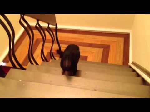 can miniature dachshunds climb stairs