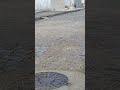 #gatos #petsfofinhos #animais #youtubeshorts #gato #deustemumapalavr# viral #