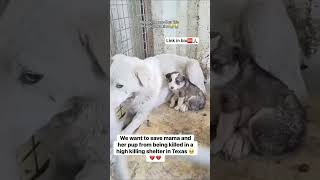 🚨 Tomorrow They Die… A Mama Dog Is Begging for Someone to Save Her Puppy 💔