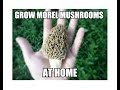 Grow Morel Mushrooms Start to Finish with Updates