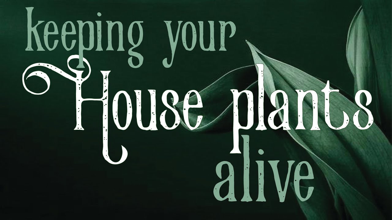 How to KEEP your HOUSE PLANTS Alive!
