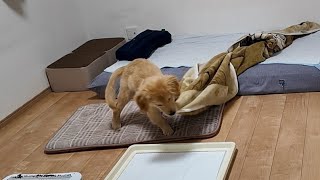 This is a naughty puppy (lol) [Golden Retriever Japan] by ゴールデンレトリバー 月海そら 51,828 views 6 days ago 8 minutes, 24 seconds