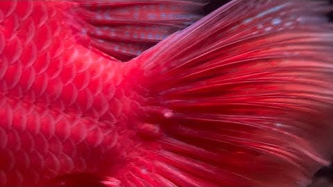 Cá la hán khỉ đỏ bị mụn đuôi và cách khắc phục của cá nhân #GBH