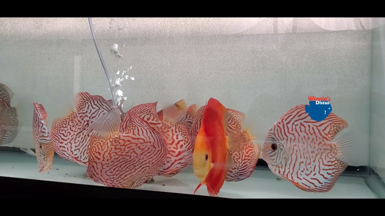 Tiger Turquoise Discus with RGD pair from Mr Felix Low - YouTube