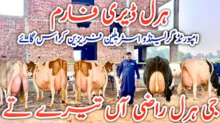 Download Lagu Haral Dairy Farm | Australian Friesian cows | Top class Jersey Friesian cows  MP3 Download Lagu Haral Dairy Farm | Australian Friesian cows | Top class Jersey Friesian cows  MP3
