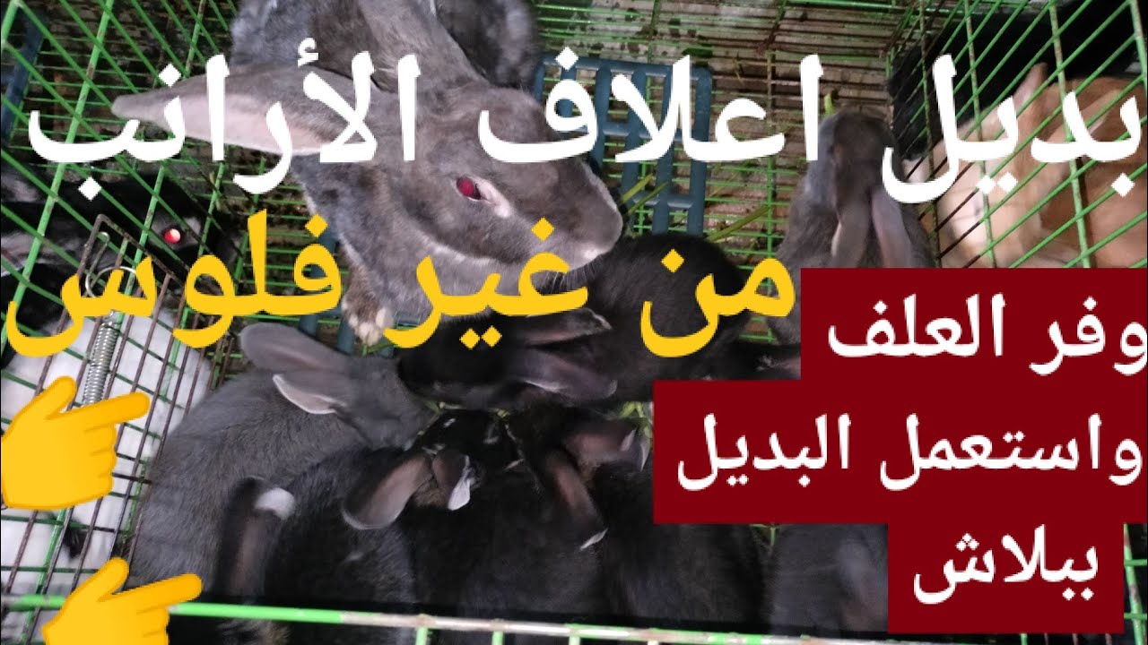 بديل أعلاف الأرانب فى ظل ارتفاع الأسعار وفر العلف واستعمل البديل ببلاش واعمل كدا يوميا 👍👍