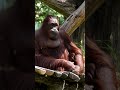 A Thoughtful Orangutan Caught on Camera#shorts#orangutans#funnyvideo#funnyanimals
