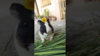 Cute Guinea Pigs Cute Pets.