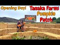 Tanaka Farms Pumpkin Patch 2021 OPENING DAY! (Wagon Ride, Pumpkin Cannon) - Our First Time