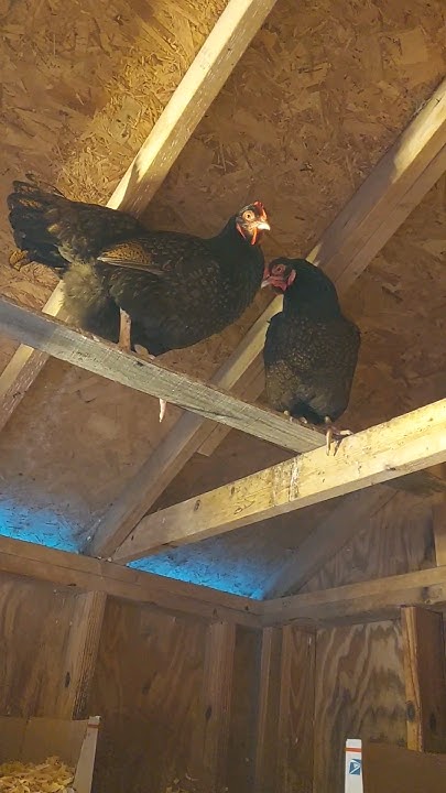 How High Should A Chicken Run Be How High Should Chicken Perches Be? - YouTube