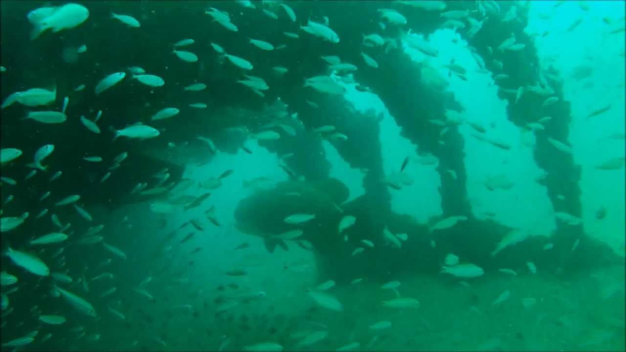 Diving Doc's Barge with Blue Water Explorers, Cortez, Florida