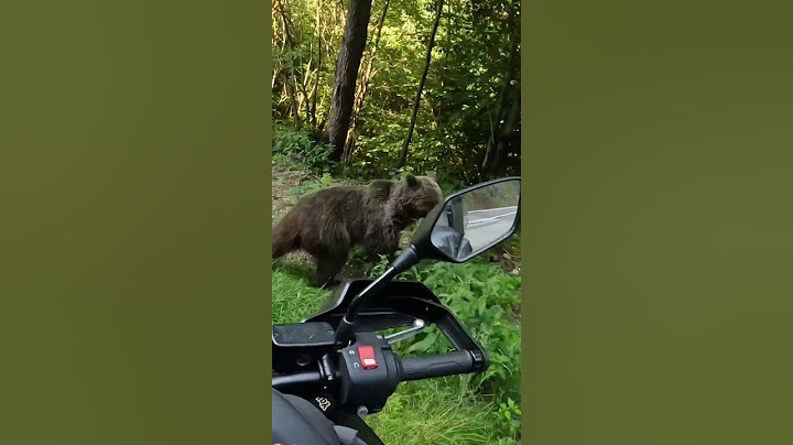 Un Orso mi viene vicino, cosa fare ?