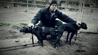 American Pitbull Terrier vs American Bully Thompson Kennels Interview(https://www.youtube.com/user/thompsonkennels 78sportstv brings you Thompson Kennels. In this Interview Keenen brakes down the differences between the ..., 2016-02-18T14:38:28.000Z)