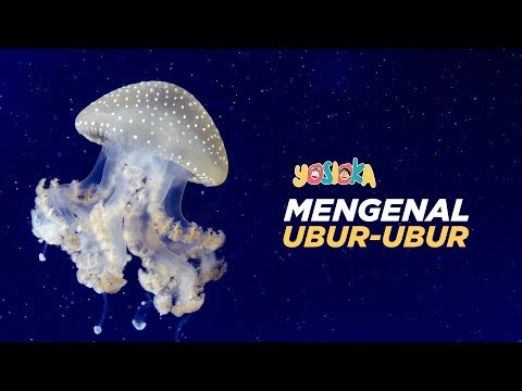 Video: Mengapa Ubur-ubur Menyengat?