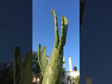 الواح الصبر الغضة