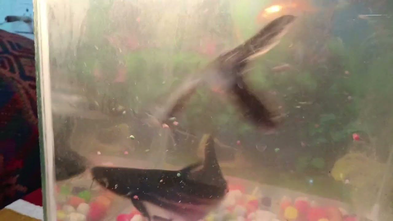 Aquarium with birds...