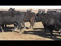 Trace 34 head of black BWF