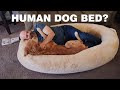 Plufl Review: Shark Tank&#39;s $400 Human Dog Bed?