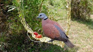 Awesome Super Quick Survival Snare Bird Trap - How to make super easy bird trap work 100%