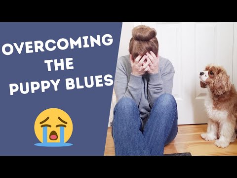 Puppy Blues 101