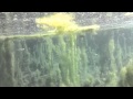 Underwater footage of tropical fish in Kelly Warm  by NILES CONRAD