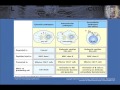 T Cell Ontogeny and Tolerance and the Case of AIRE Deficiency