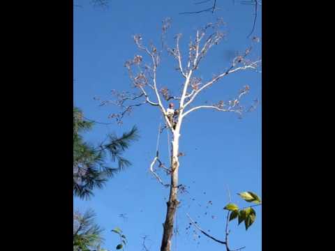 Force feeding a Munter, Lowering a branch from tre...