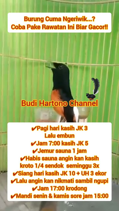MURAI BATU NGERIWIK COBA PAKE RAWATAN INI‼️
