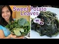 Harvesting & Cooking Sweet Potato Leaves