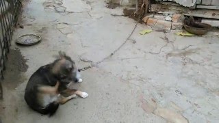 У собаки блохи. У собаки блохи.