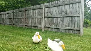 Dux are back @epiphonium