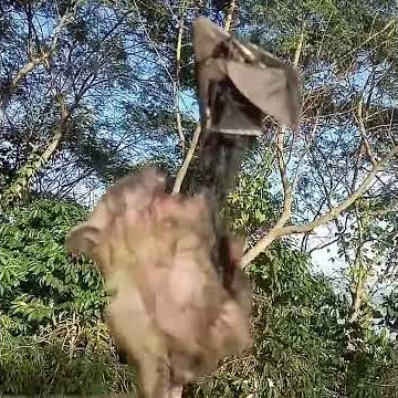 Suara KELELAWAR ketakutan