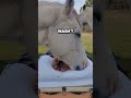SPECIAL Moment Between HORSES And OWNER 