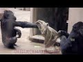 Gorilla Girl Annie Cares For Her Grandma Nene | The Shabani Family | Higashiyama Zoo