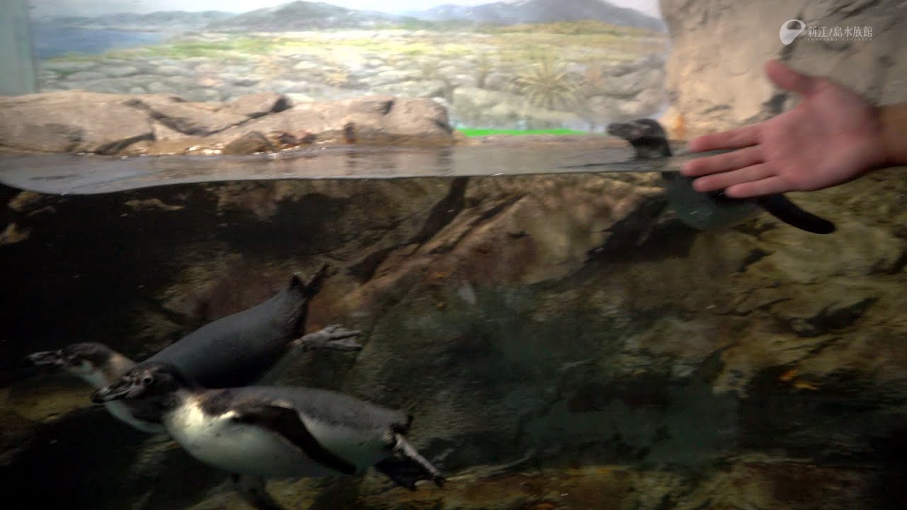 3羽のフンボルトペンギン愛称は コウ ウメ ソラ に決定 Youtube