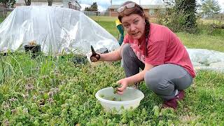 Harvesting purple dead nettle and it's health benefits.