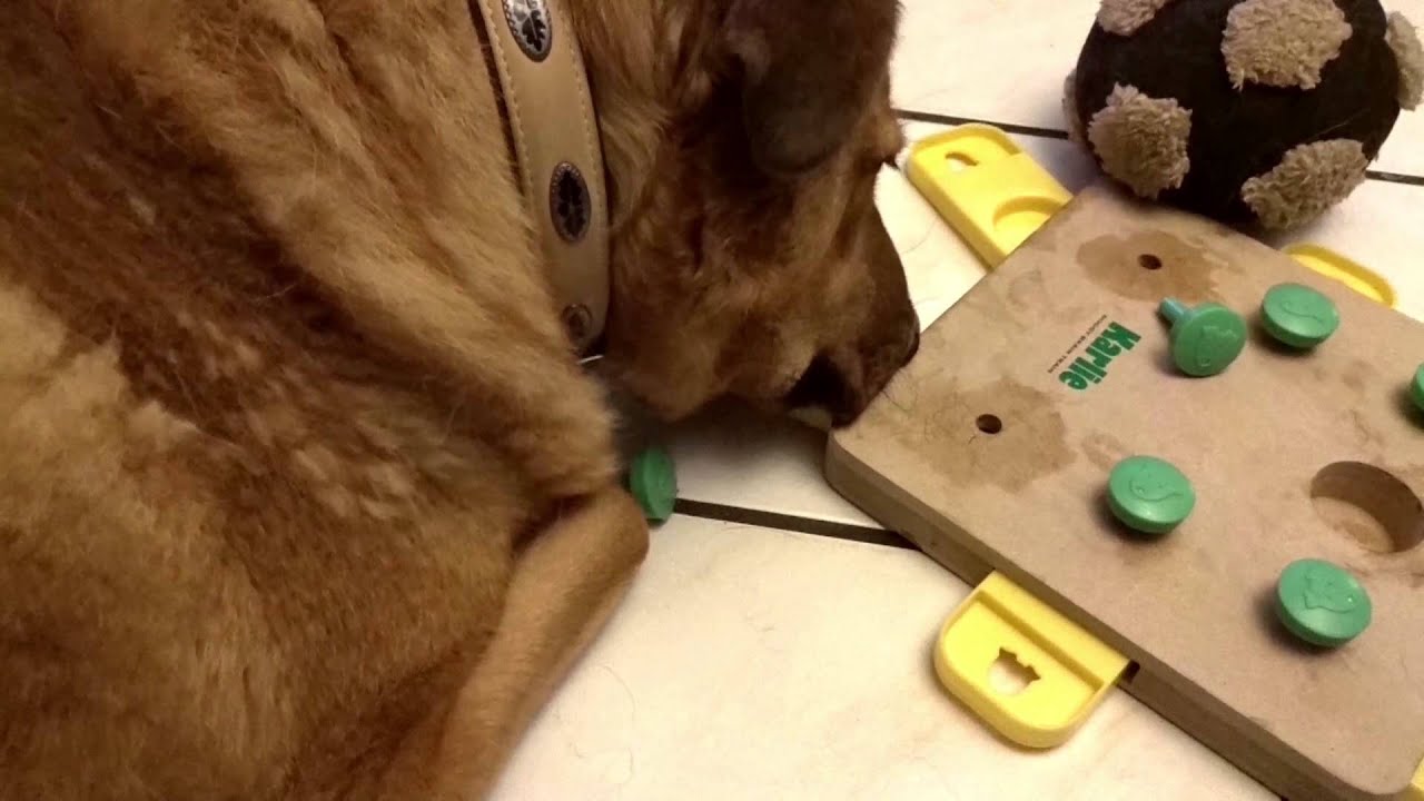 Cubo De Entrenamiento Mental Para Perros Karlie Doggy Brain Train - Juego De Inteligencia 32x32x5cm, Con Conos Y Deslizadores
