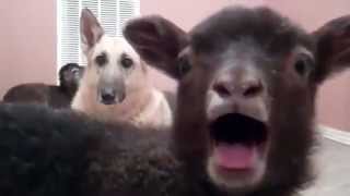 Haha geit die yeah zegt! screenshot 3