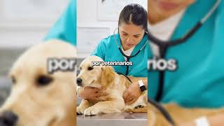 No esperes a que tu perro deje de caminar para actuar 🐾💔