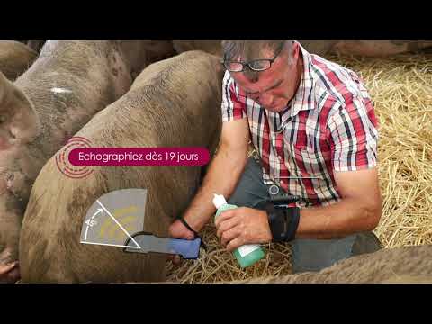 video Duo-Scan:Go Plus livestock ultrasound scanner