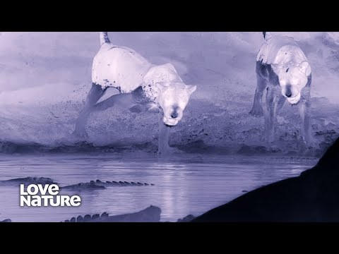 Lions and Crocodiles Face Off By Night
