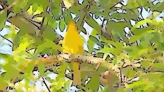 CANARY SINGING - VIDEO TO TRAIN CANARIES