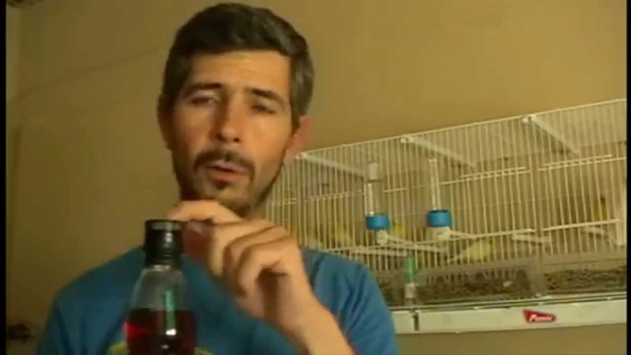 la cria del canario( vinagre de manazana) - YouTube