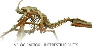 Interesting Facts about Velociraptor