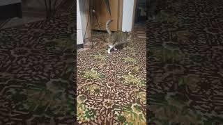Where Are My Toys