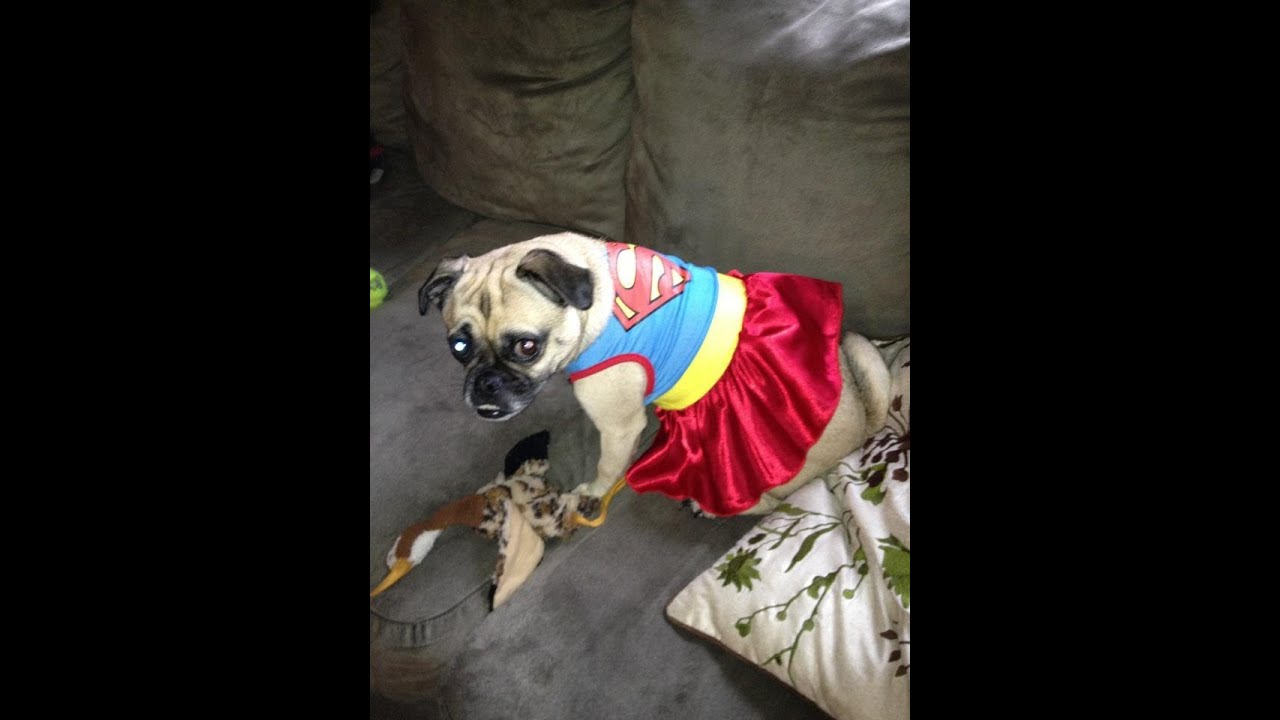 Dog going crazy YouTube