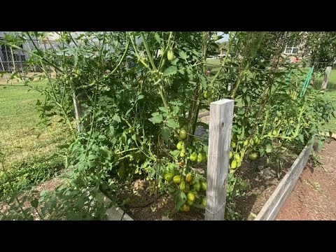 trimming tomato plants download trimming tomato plants download