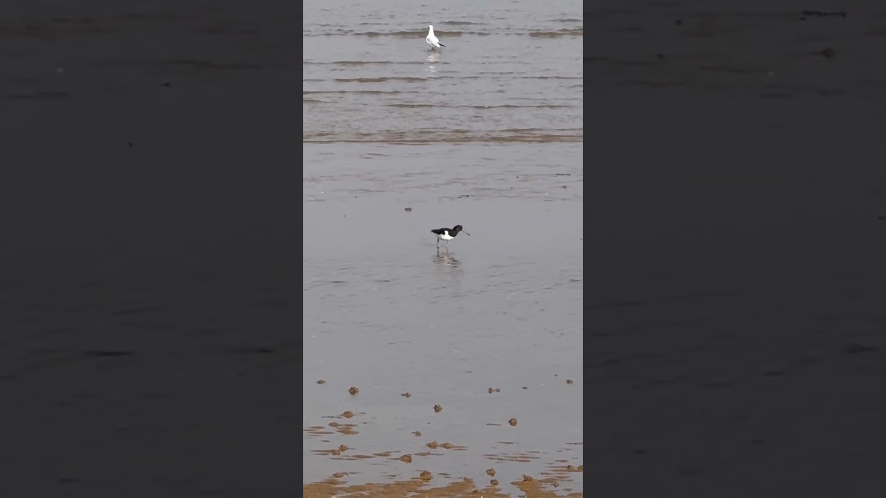 Oystercatcher on Cleethorpes Beach | Autumn Birdwatching in Early October 2025